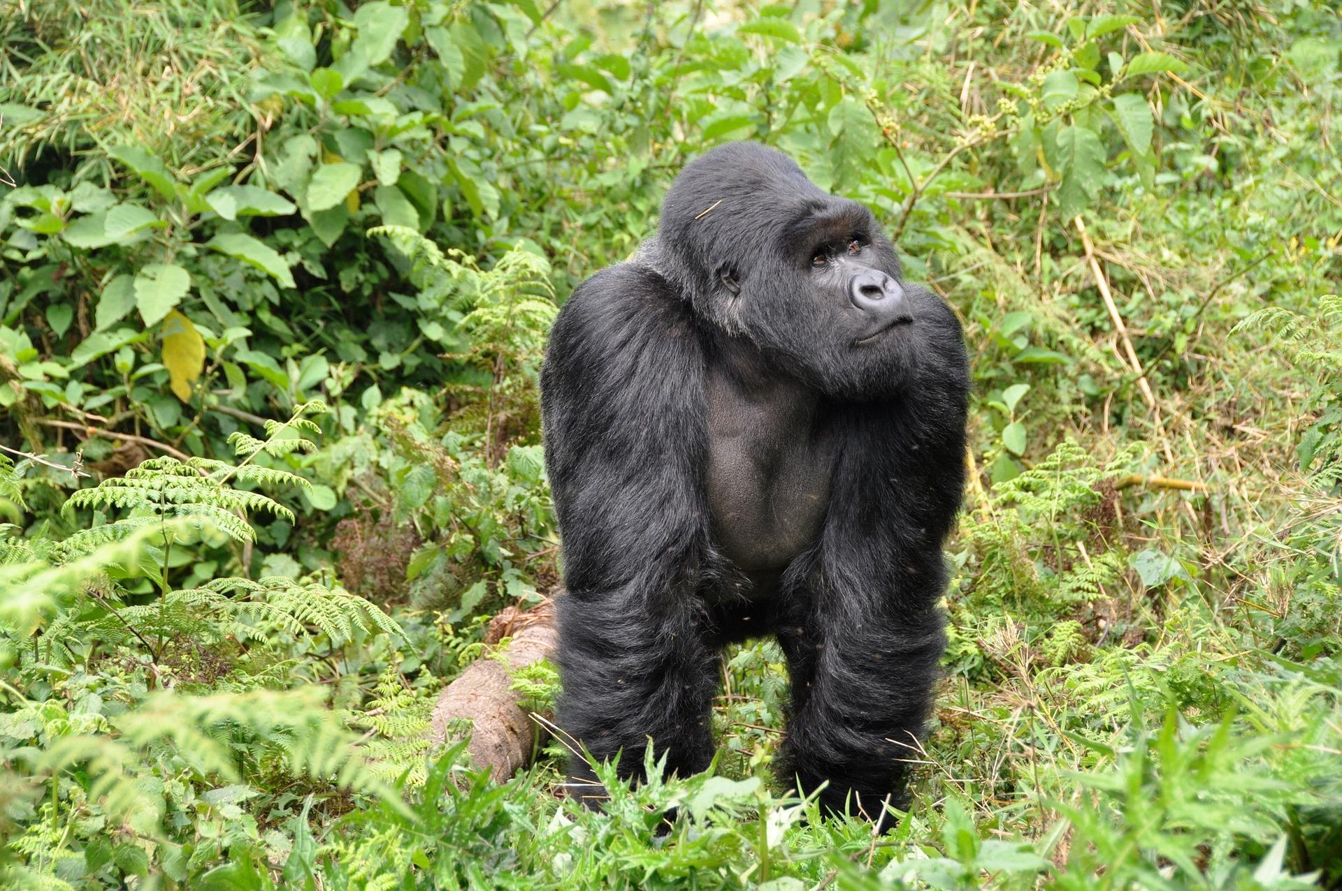 Davsafaris Safaris