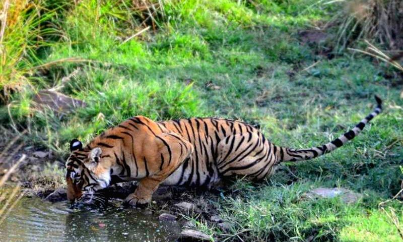 Ranthambore Resort