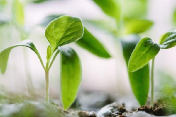 Rikewa9800 Rikewa9800