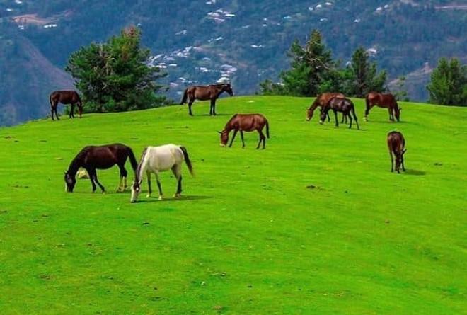 Roseanglina Roseanglina