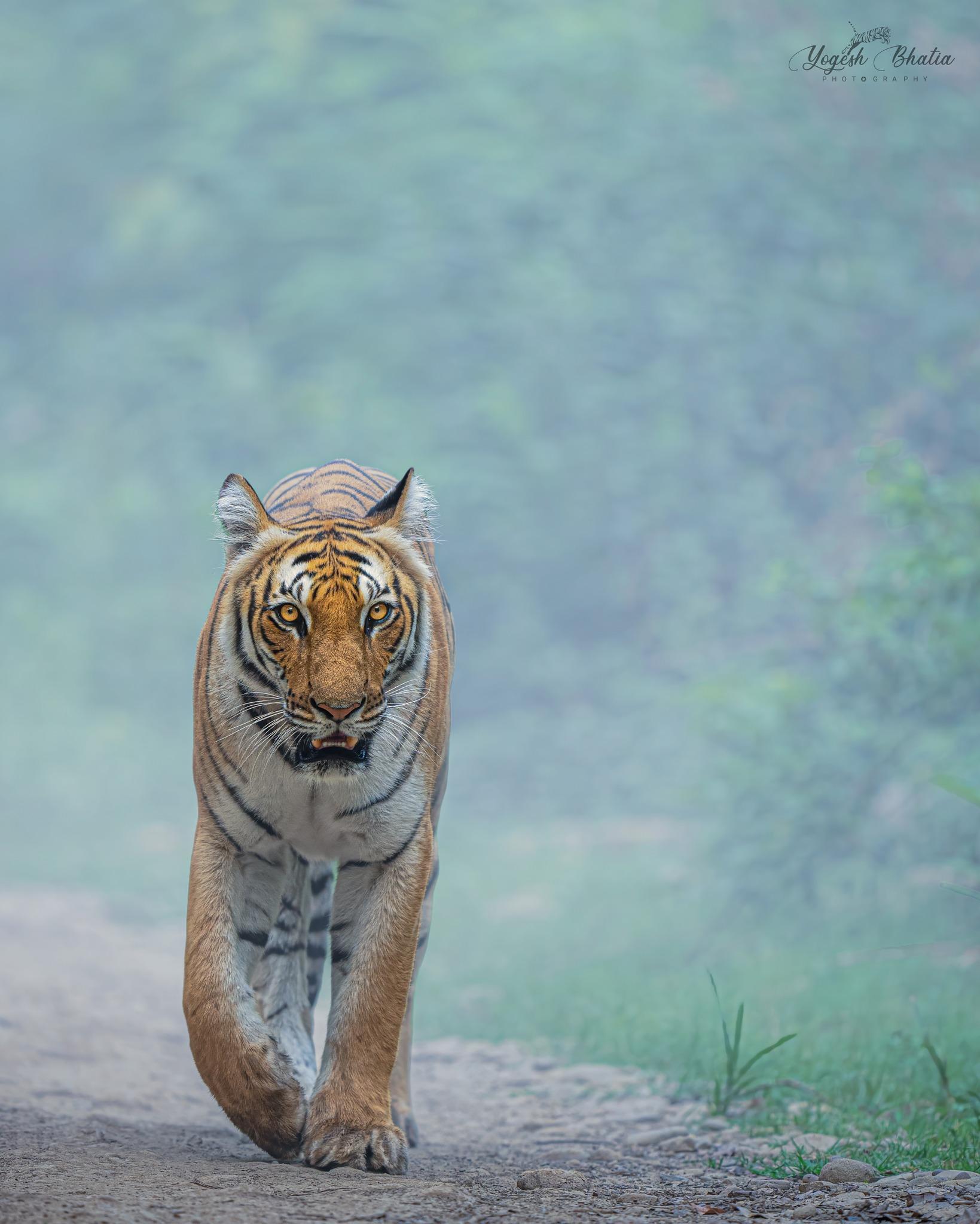 Yogesh Bhatia Wildlife Photographer